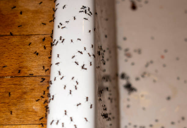 Best Mosquito Control Services  in Kokomo, IN