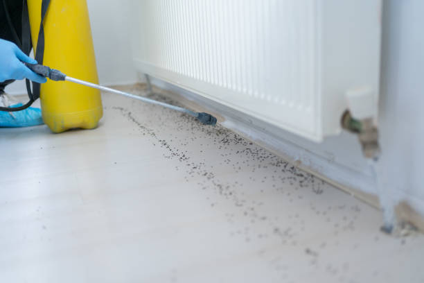 Best Flea Control Services  in Kokomo, IN